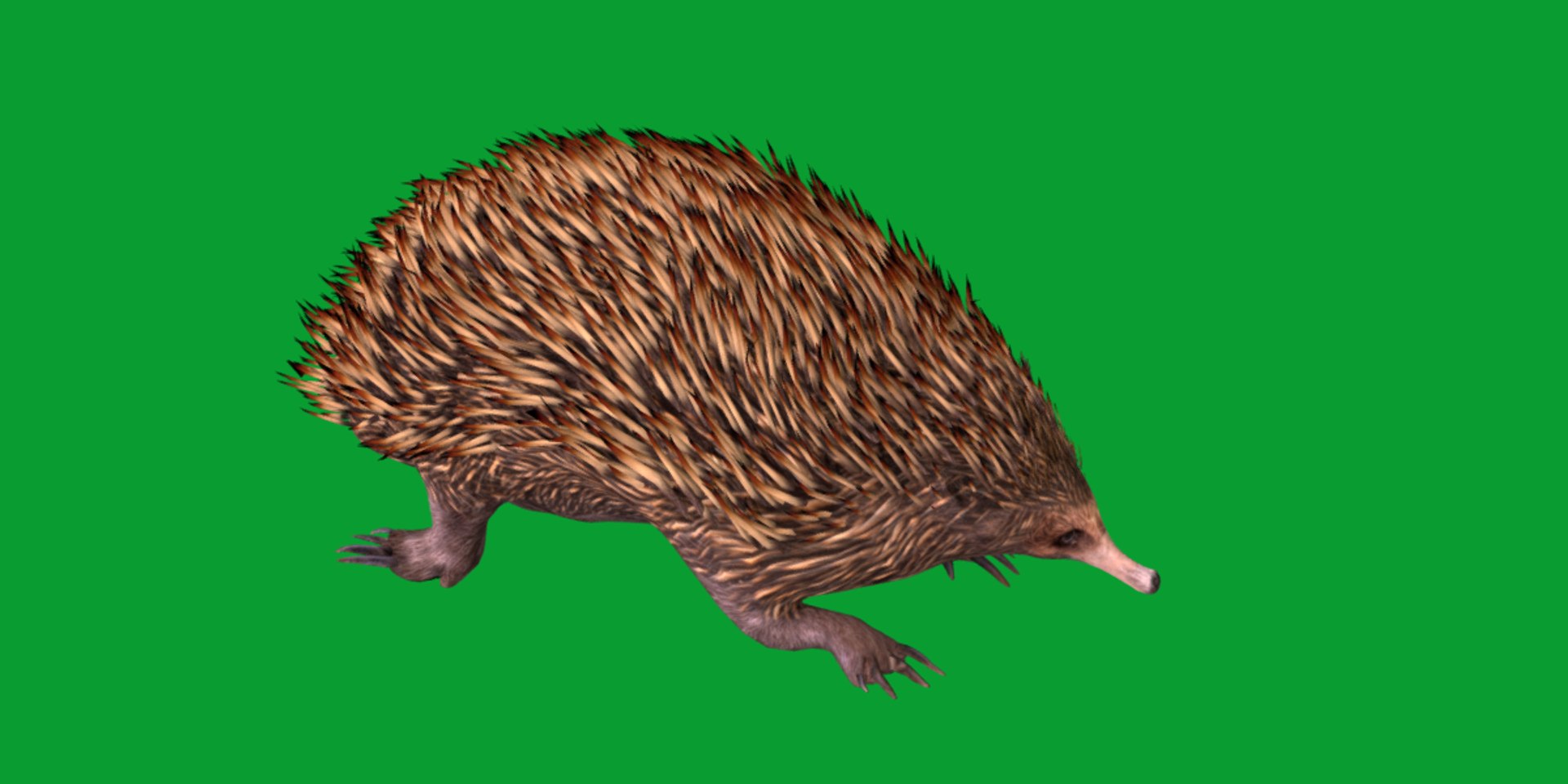 Echidna 3D model https://p.turbosquid.com/ts-thumb/Q4/Ek0UZP/Zj/short_beaked_echidna9/png/1734270436/1920x1080/fit_q87/1630521965b315dab20e0ee71039a1a14c2decc3/short_beaked_echidna9.jpg