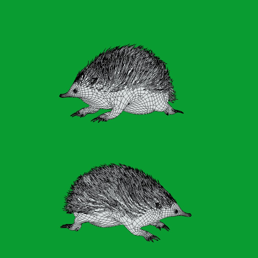 Echidna 3D model https://p.turbosquid.com/ts-thumb/Q4/Ek0UZP/g3/wire/png/1734270325/1920x1080/fit_q87/bf1360898524c465ecc786a051842aae68436f3c/wire.jpg