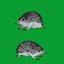 Equidna