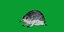 Equidna