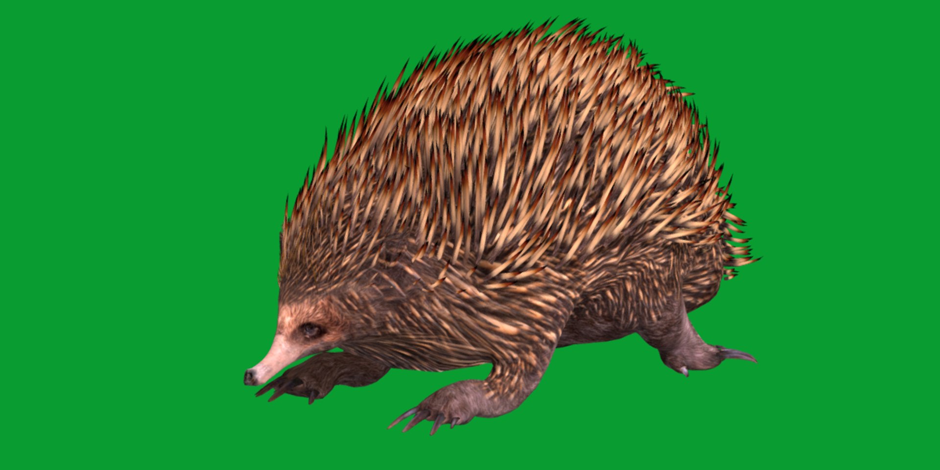 Echidna 3D model https://p.turbosquid.com/ts-thumb/Q4/Ek0UZP/ld/short_beaked_echidna3/png/1734270430/1920x1080/fit_q87/5cda29d77cbf7d64ee33f670bd77506d49518b32/short_beaked_echidna3.jpg