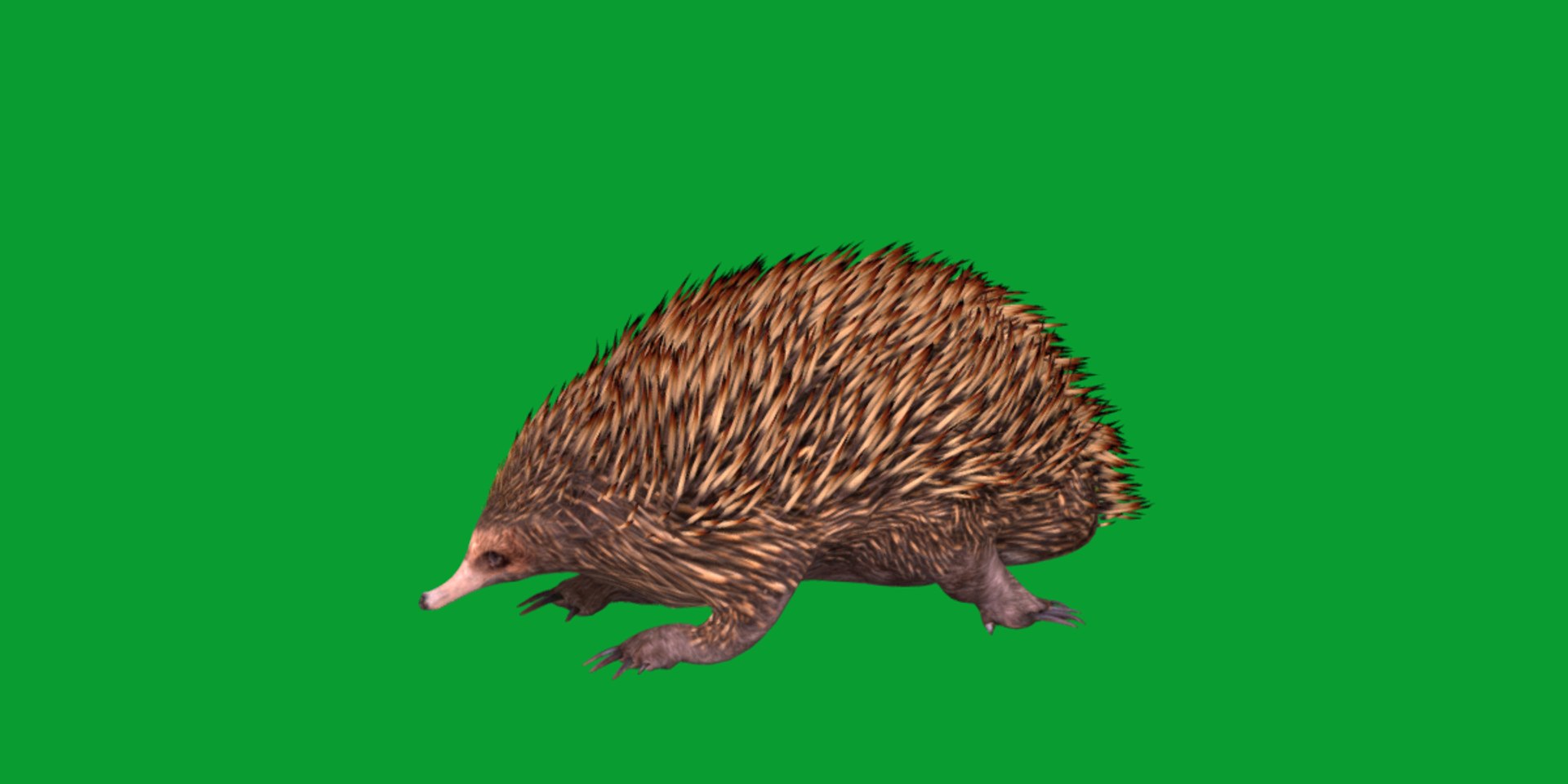 Echidna 3D model https://p.turbosquid.com/ts-thumb/Q4/Ek0UZP/oi/short_beaked_echidnas/png/1734270402/1920x1080/fit_q87/7debcb32595e7172dac10f814be7c6b74a091375/short_beaked_echidnas.jpg