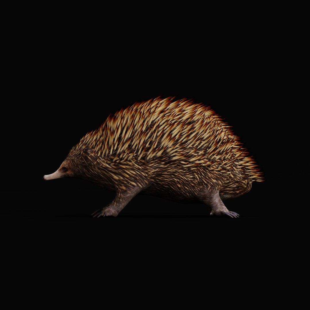 Echidna 3D model https://p.turbosquid.com/ts-thumb/Q4/Ek0UZP/uJ/shortbeaked_echidna_ao_0001/jpg/1734270404/1920x1080/fit_q87/7e58a4b19f8c5108b9c1d5b7bcbfa3520c6b0b7f/shortbeaked_echidna_ao_0001.jpg