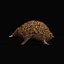 Equidna