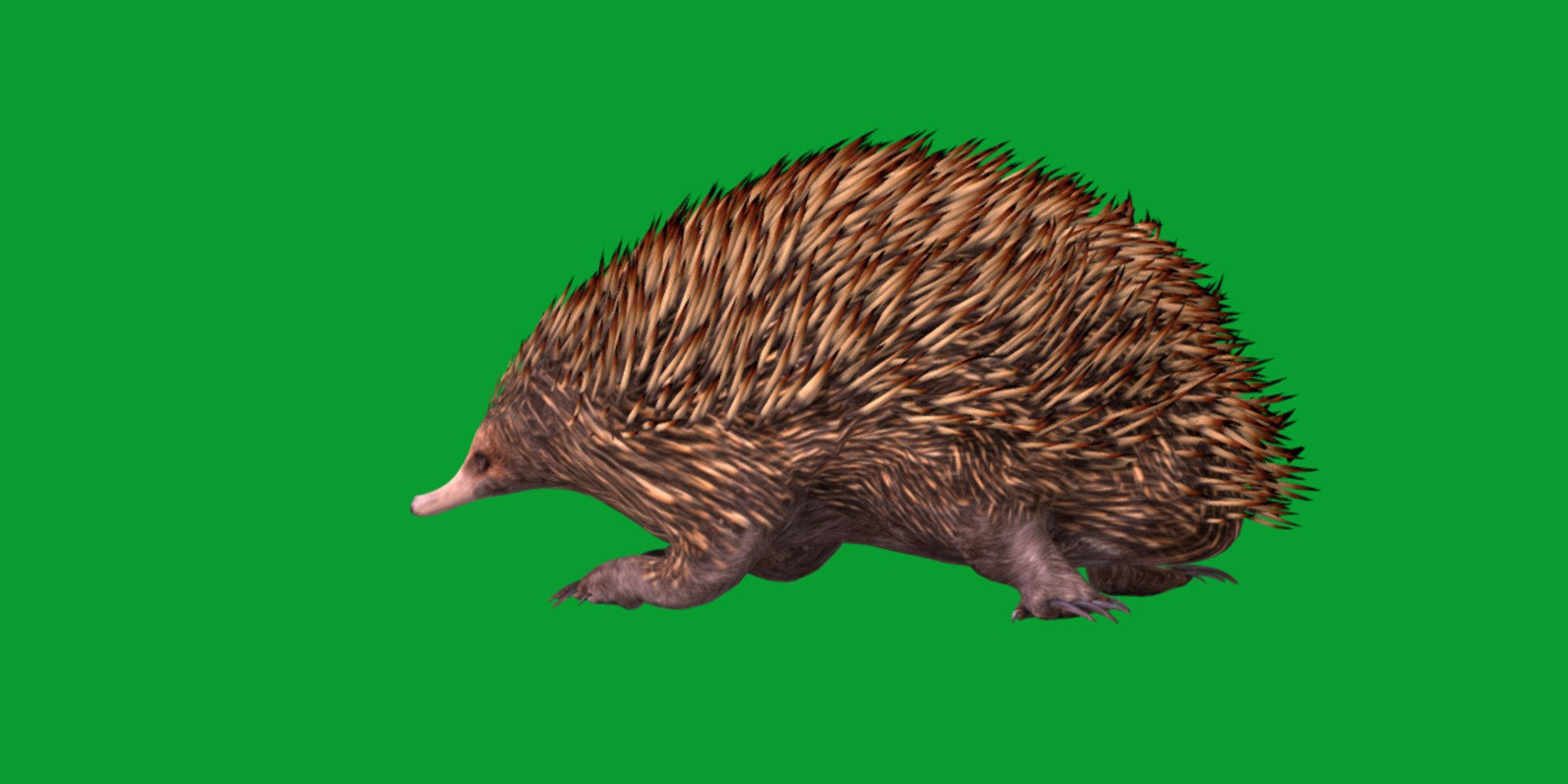 Echidna 3D model https://p.turbosquid.com/ts-thumb/Q4/Ek0UZP/yq/short_beaked_echidna4/png/1734270431/1920x1080/fit_q87/f65f805325eeb72072b623fe56fc47692c7a0a49/short_beaked_echidna4.jpg