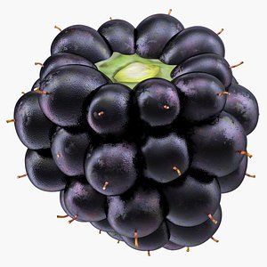3D model blackberry fruit