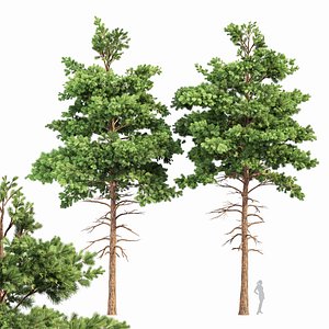 Pine 2Trees Planting Whaite 3D model
