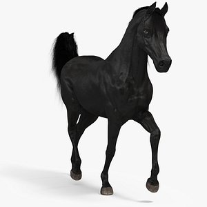Walking Arabian Horse Black Fur 3D model
