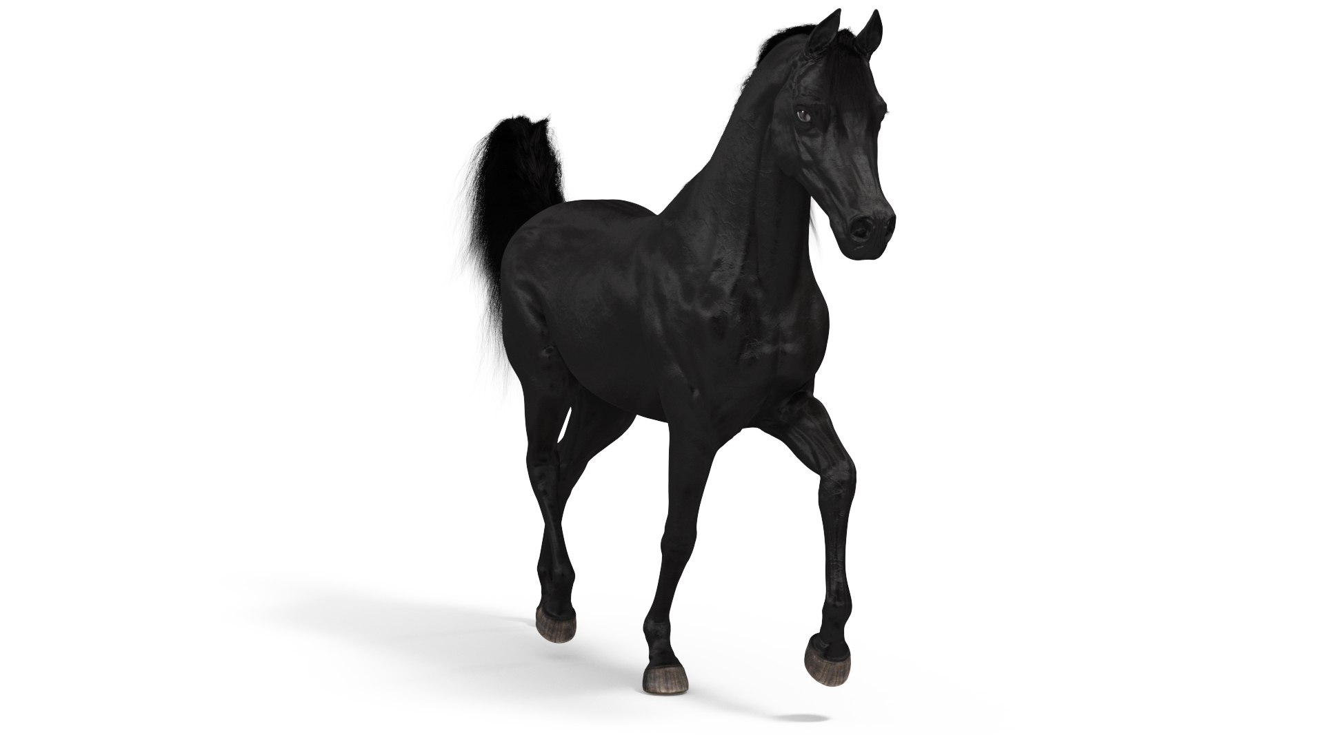 Walking Arabian Horse Black Fur 3D model preview