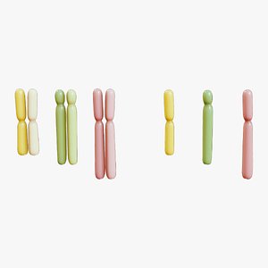 3D model Diploid vs Haploid