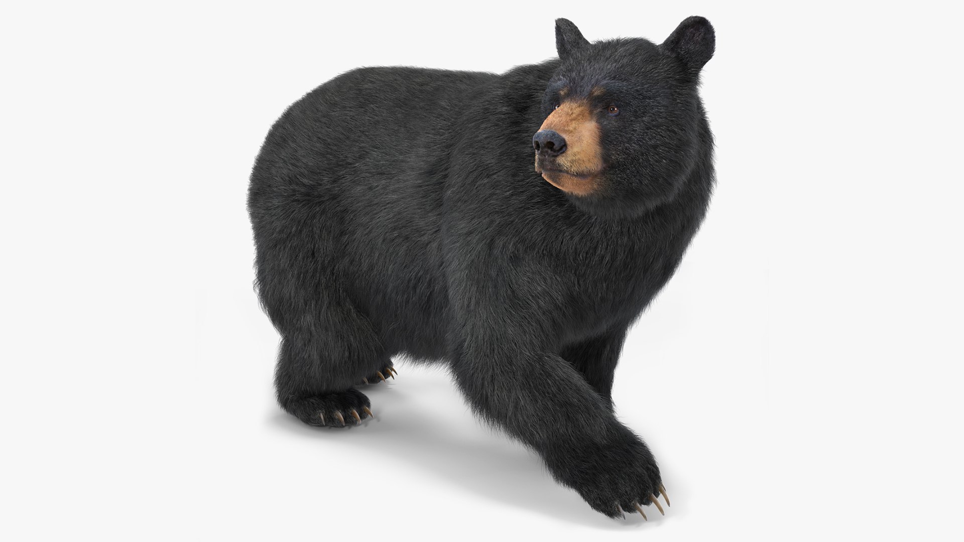 Black Bear in Walking Pose Fur 3D model preview