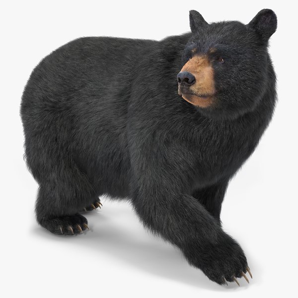 Black Bear in Walking Pose Fur 3D