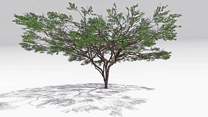3D African Acacia Tree-S7