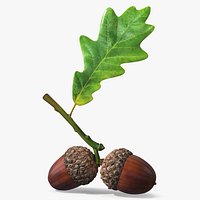 Oak Acorn Plant Branch with Leaf Brown Green