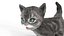 Fur Cute Gray Cat Kitten Animated