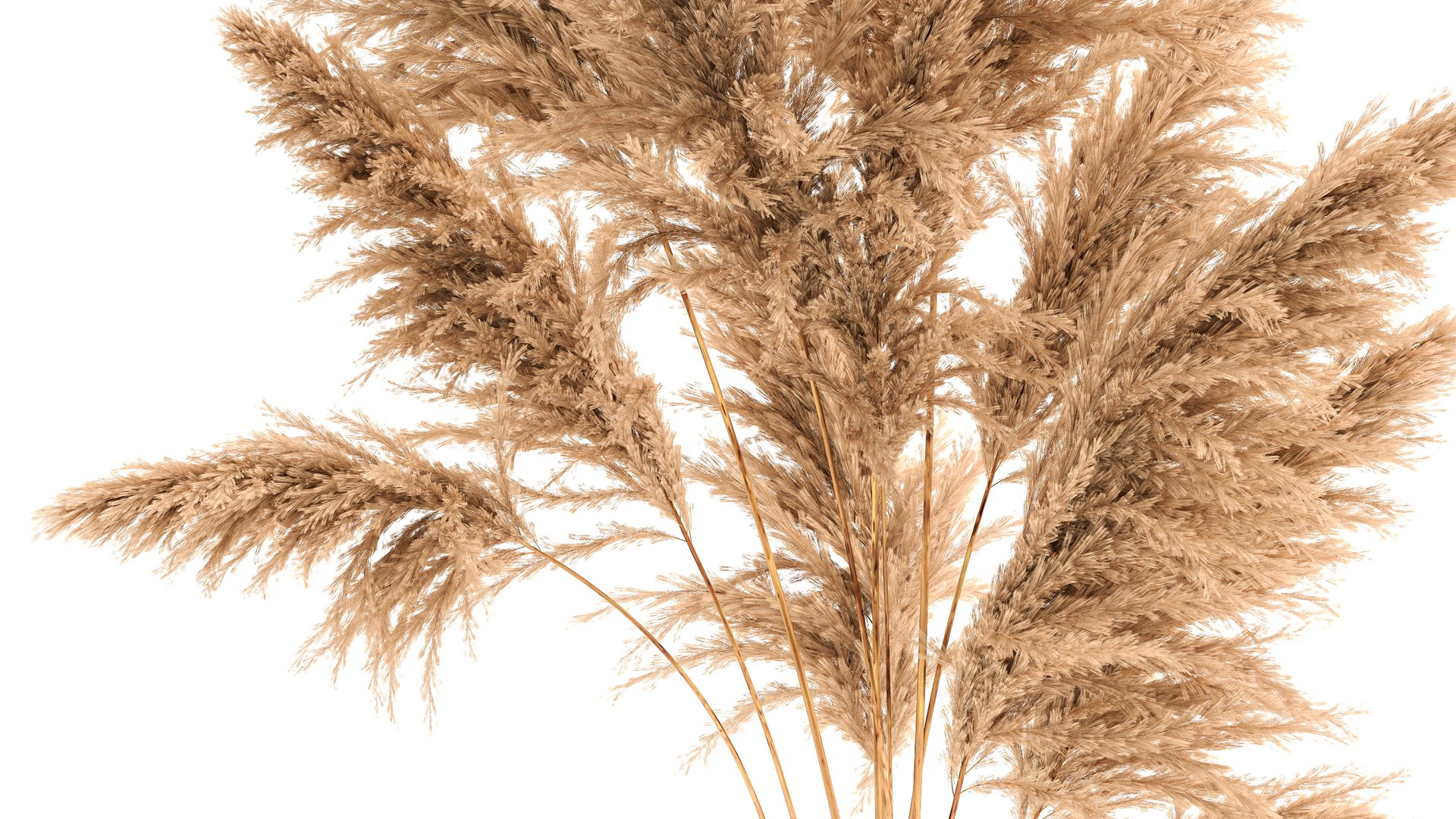 Bouquet Of Dried Reeds In A Vase 140 3D - TurboSquid 1773574