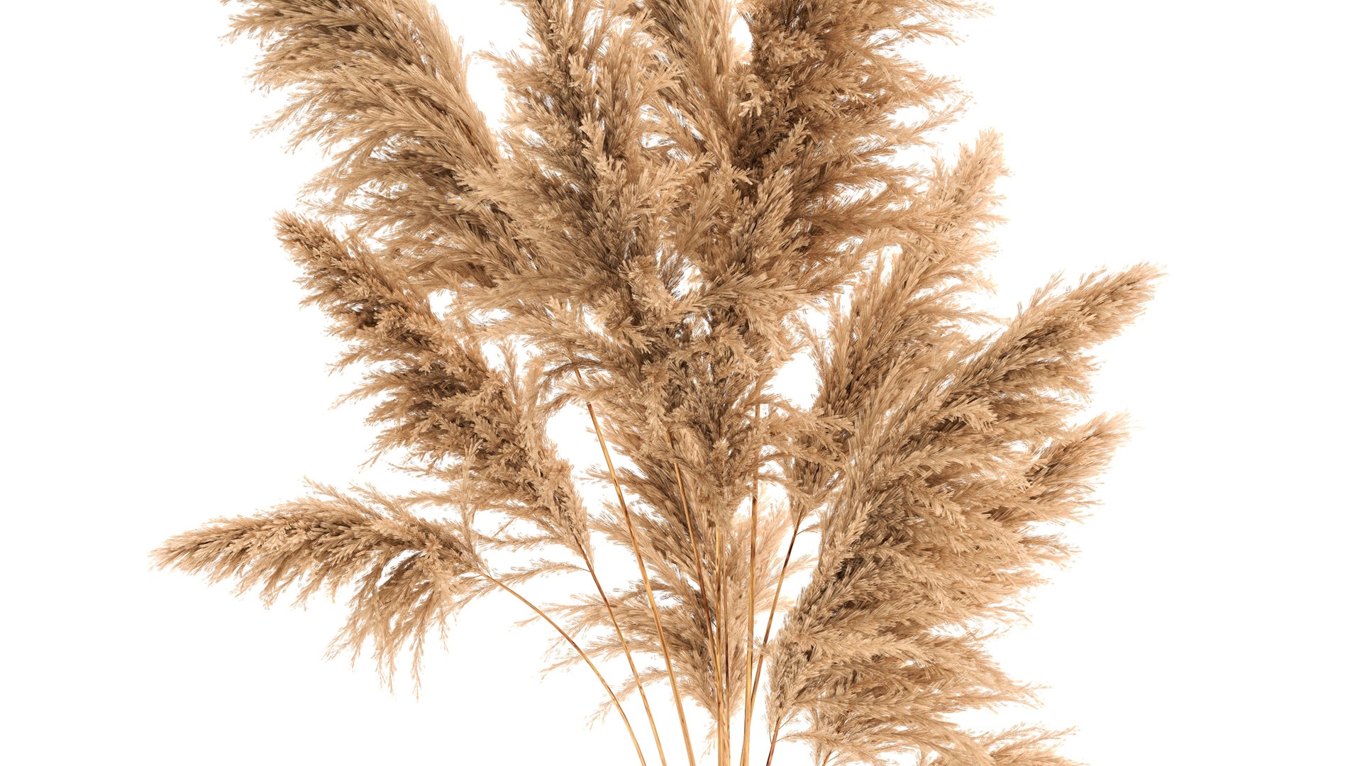 Bouquet Of Dried Reeds In A Vase 140 3D - TurboSquid 1773574