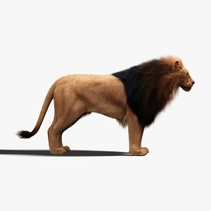 3D model lion fur