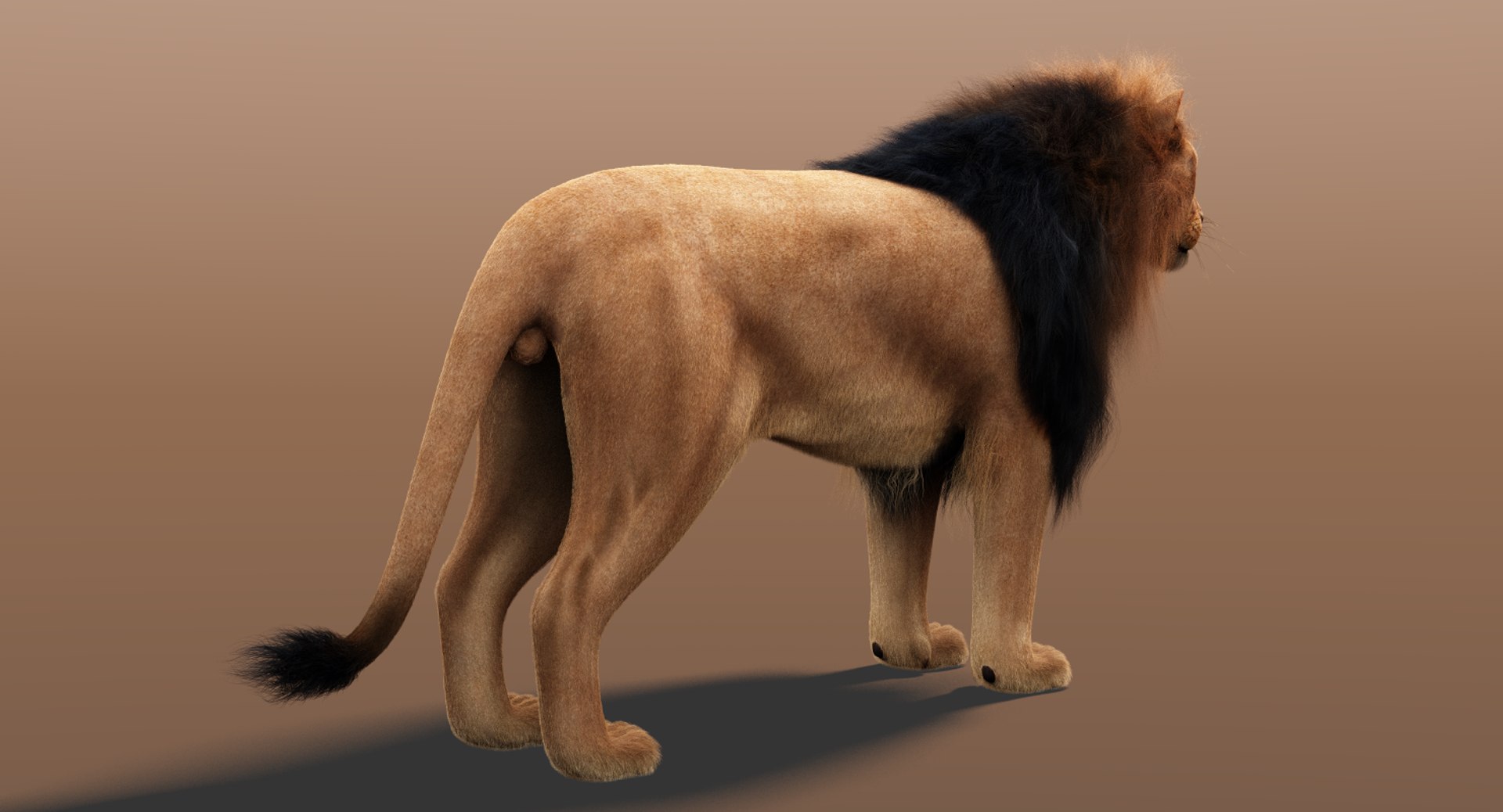 3D Model Lion Fur - TurboSquid 1214260