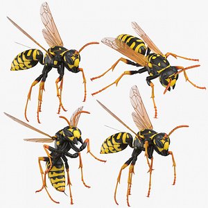 3D paper wasp model