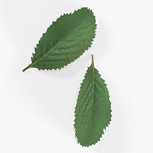 3D Leaf Summer Stell Agro model