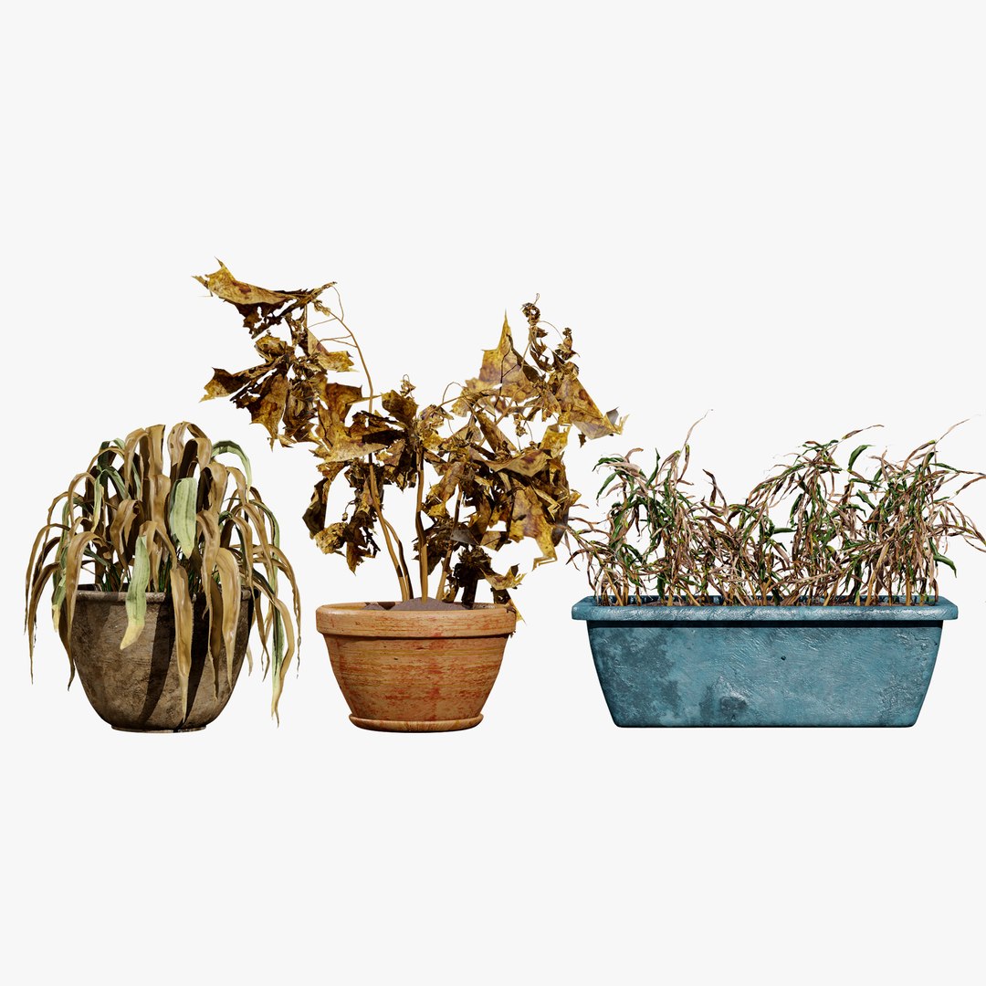 3D model Dead Plant Pack https://p.turbosquid.com/ts-thumb/Q5/8lYxRt/fv/000searchcover00/jpg/1733309145/1920x1080/fit_q87/5d23901851c0fbc8b499d0726636a2e8f60bd0d0/000searchcover00.jpg