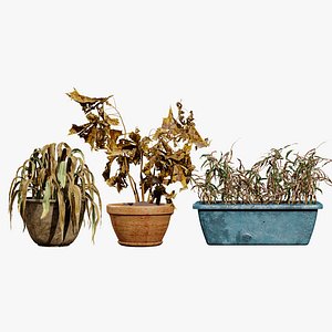 3D model Dead Plant Pack