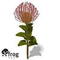 XfrogPlants Nodding Pincushion