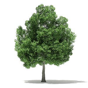 Champion Oak 3D Model 10m