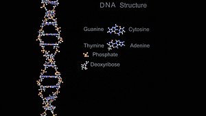 3d model deoxyribonucleic dna
