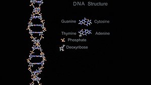 DNA