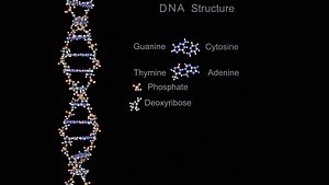 DNA