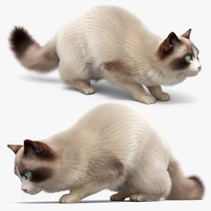 Domestic Cat Hunts Fur Animated Rigged for Maya model