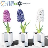 Hyacinth