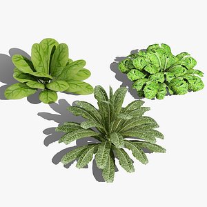Green Plant Collection
