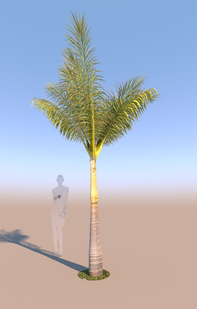 Young Queen Palm C Model TurboSquid 1669133