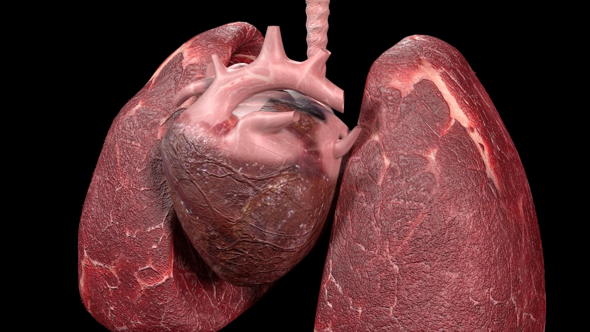 3D heart lungs https://p.turbosquid.com/ts-thumb/Q5/qxkxDf/L0QqLVtC/hp2/jpg/1524136679/1920x1080/fit_q87/cc8d66c682b47a1605d58568b97ab52a85f8e30f/hp2.jpg