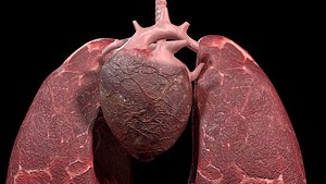 3D heart lungs