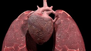 Heart and Lungs