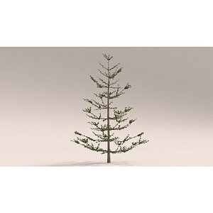 3D laos Araucaria