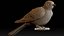 cuckoo