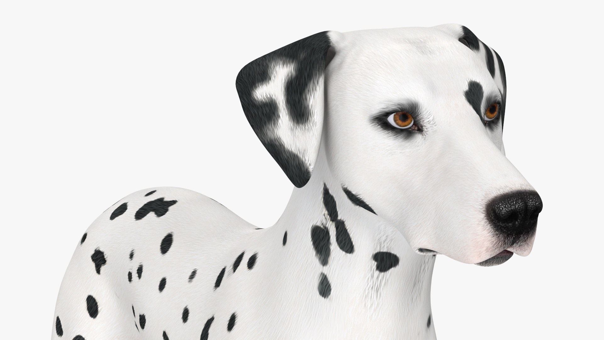 Dalmatian Dog Rigged for Cinema 4D 3D model https://p.turbosquid.com/ts-thumb/Q6/BPgdAr/pI/dalmatiandogriggedforcinema4dmb3dmodel033/jpg/1720557006/1920x1080/fit_q87/4839893a20e810d9ae8d0915f8a2c8787d4f3ffa/dalmatiandogriggedforcinema4dmb3dmodel033.jpg