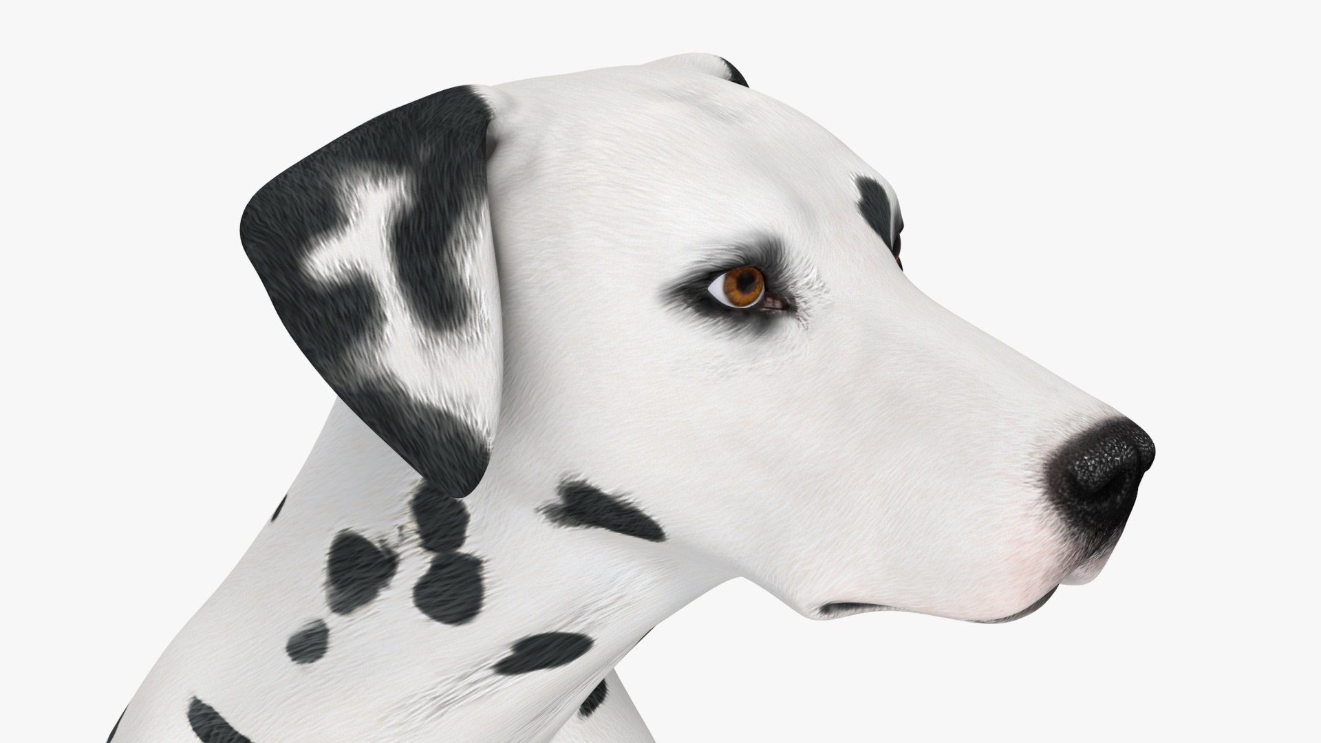 Dalmatian Dog Rigged for Cinema 4D 3D model https://p.turbosquid.com/ts-thumb/Q6/BPgdAr/qb/dalmatiandogriggedforcinema4dmb3dmodel032/jpg/1720557003/1920x1080/fit_q87/3d124a1c6546d6803c2dd65e57478c9f913a3609/dalmatiandogriggedforcinema4dmb3dmodel032.jpg