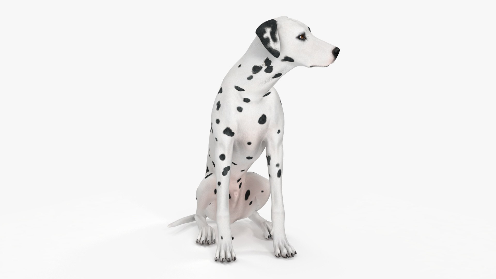 Dalmatian Dog Rigged for Cinema 4D 3D model https://p.turbosquid.com/ts-thumb/Q6/BPgdAr/qt/dalmatiandogriggedforcinema4dmb3dmodel025/jpg/1720556980/1920x1080/fit_q87/05101ec6079a590d05fdefa5eab8c3d8843b388f/dalmatiandogriggedforcinema4dmb3dmodel025.jpg