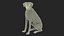Perro dálmata preparado para Cinema 4D
