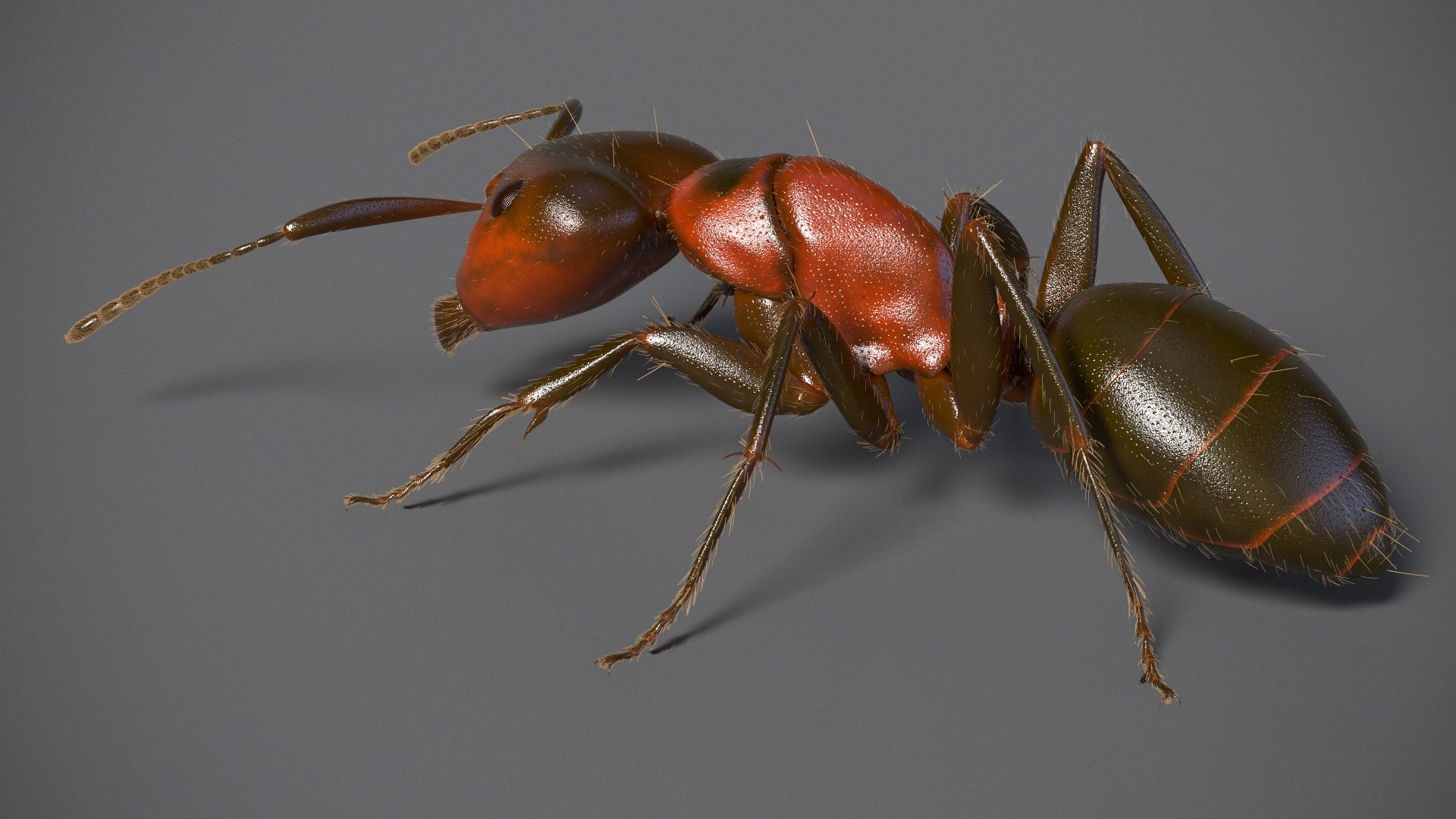 Realistic Ant Insect Fur model https://p.turbosquid.com/ts-thumb/Q6/BT3SK0/Bg/realistic_ant_insect_fur_006/jpg/1738328337/1920x1080/fit_q87/0fc1522df2a7061a7e933cb98aed1baadd044387/realistic_ant_insect_fur_006.jpg