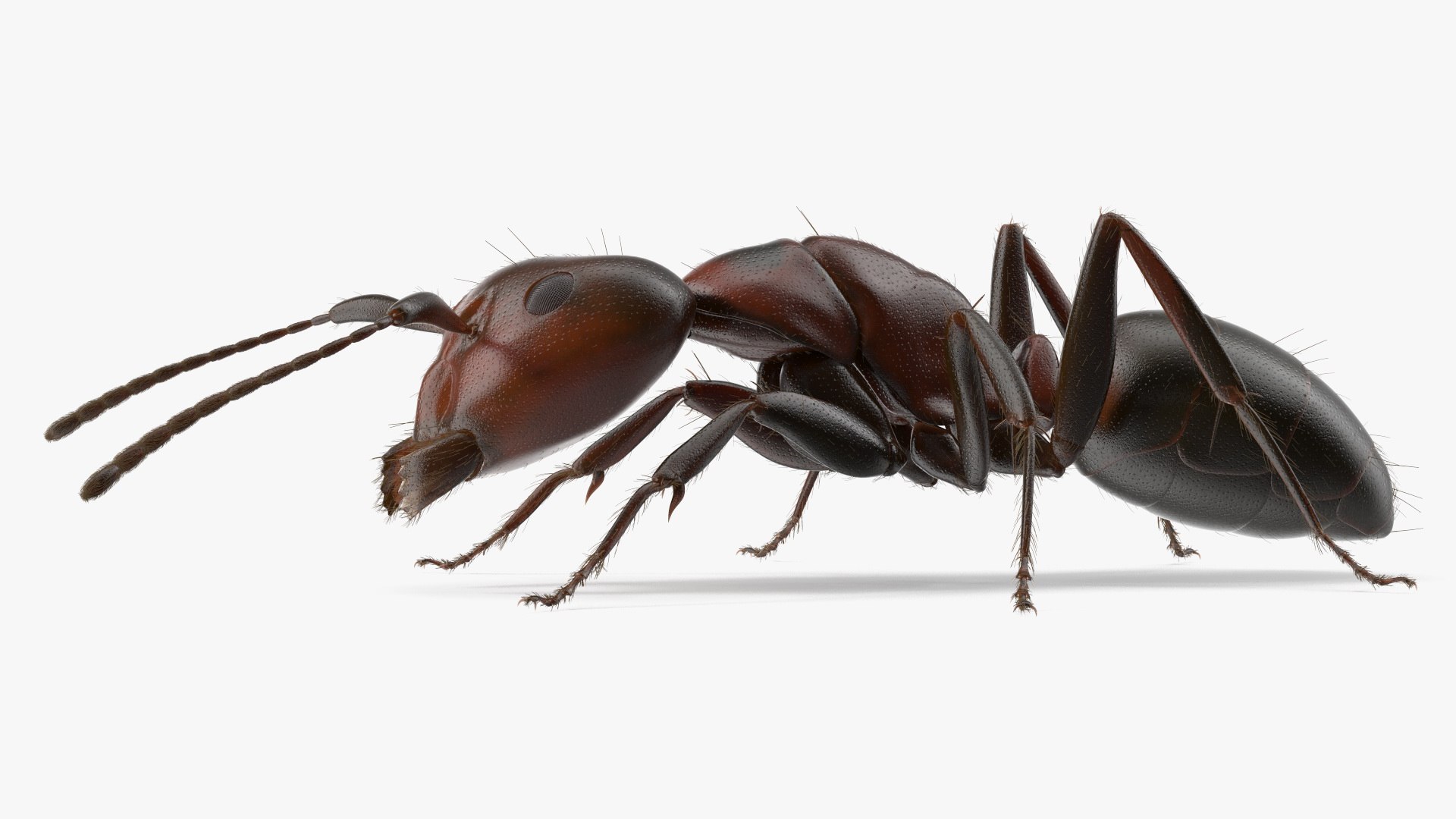 Realistic Ant Insect Fur model https://p.turbosquid.com/ts-thumb/Q6/BT3SK0/CP/realistic_ant_insect_fur_009/jpg/1738328351/1920x1080/fit_q87/d3da84ead58ddacff7e7c829b6b40bc38ecc1a61/realistic_ant_insect_fur_009.jpg