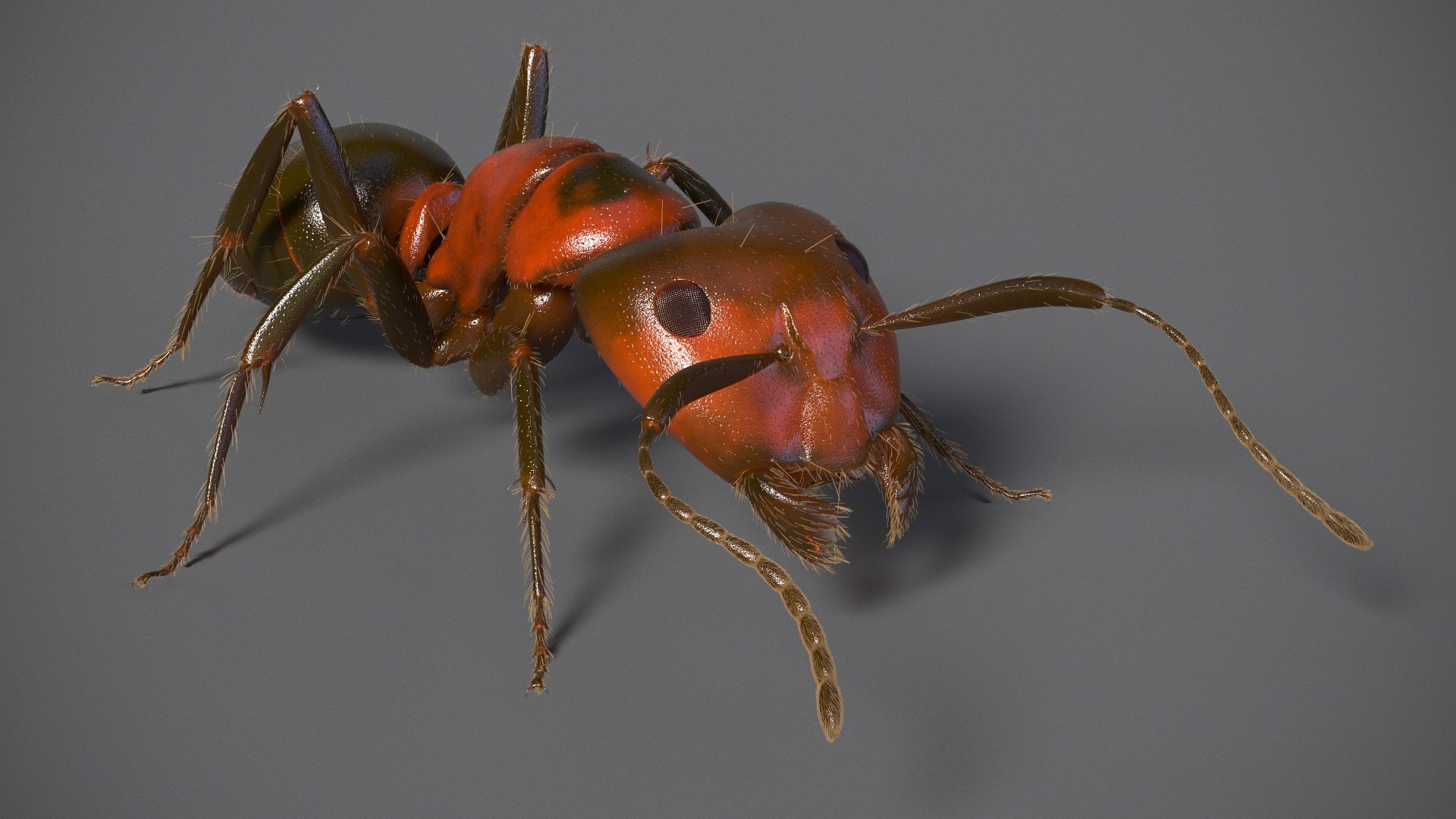 Realistic Ant Insect Fur model https://p.turbosquid.com/ts-thumb/Q6/BT3SK0/G2/realistic_ant_insect_fur_005/jpg/1738328333/1920x1080/fit_q87/45e31a80e8bb04d2563916b1aa8b0dbb90495d0e/realistic_ant_insect_fur_005.jpg