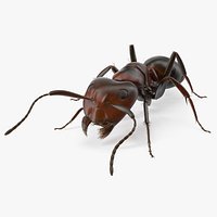 Realistic Ant Insect Fur