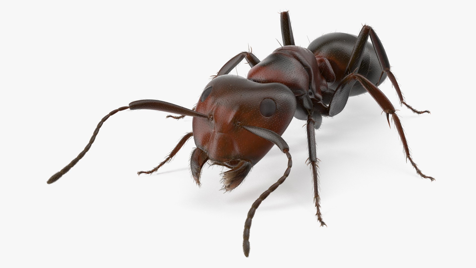 Realistic Ant Insect Fur model https://p.turbosquid.com/ts-thumb/Q6/BT3SK0/aP/realistic_ant_insect_fur_002/jpg/1738328072/1920x1080/fit_q87/be5ccba4ab8228091238daccc61f22f2b580f8c7/realistic_ant_insect_fur_002.jpg